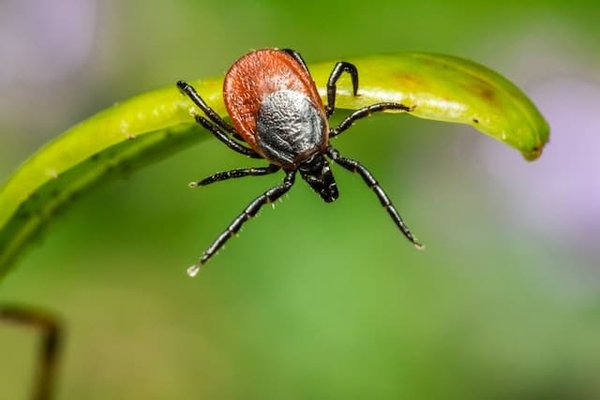 Comment prévenir et traiter la maladie de Lyme ?